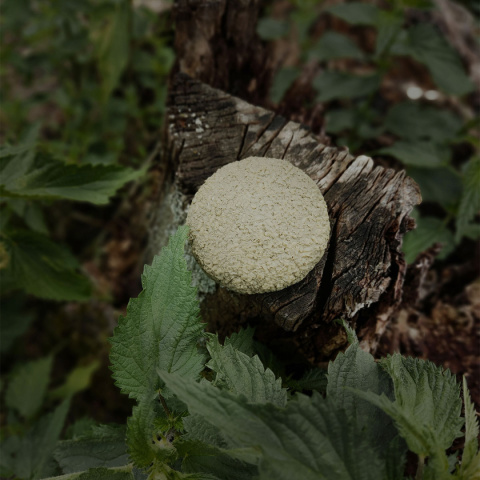 Szampon w Kostce – Zielony z Pokrzywą bezzapachowy dla alergików