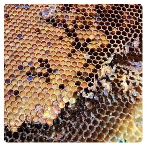 Pierzga pszczela 250g