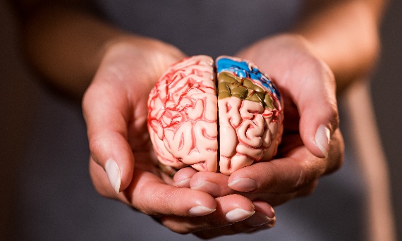 Jak wspierać pracę mózgu – najważniejszego centrum dowodzenia organizmu